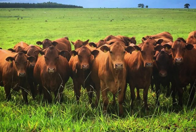 vacas-senepol vacas-senepol