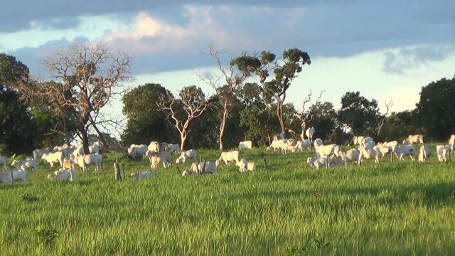 vida-no-campo vida-no-campo
