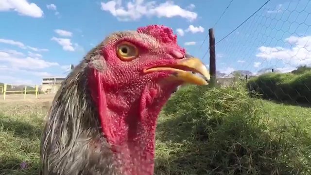 Galo Indio Gigante E Mais Caro Que Touro Reprodutor Compre Rural Galo Indio Gigante E Mais Caro Que Touro Reprodutor Compre Rural