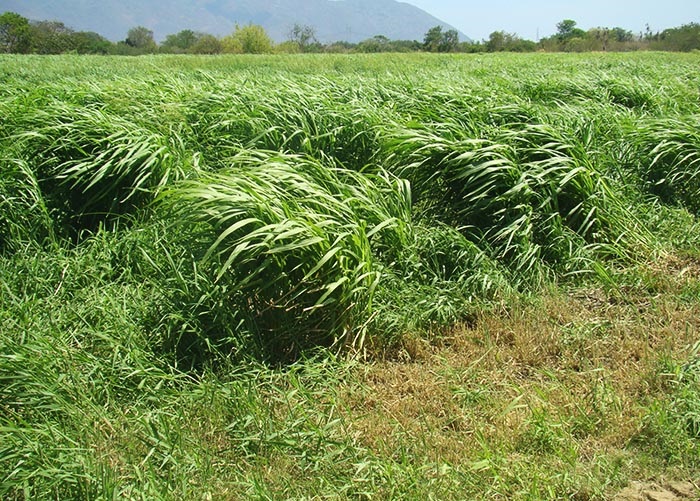 Adilson-Nobrega