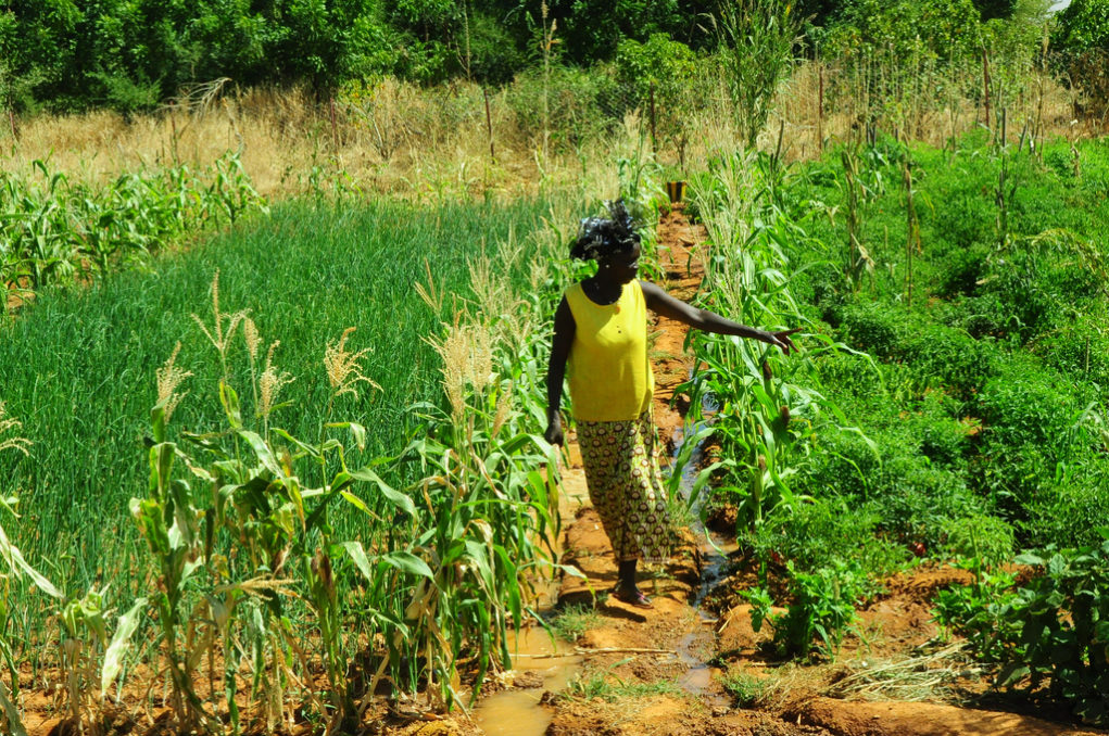 AgriculturaBurkina