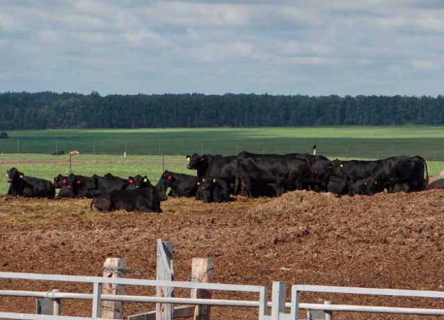 Angus-Projeto-Rússia-supera-expectativas-em-2017 Angus: Projeto Rússia supera expectativas em 2017 Foto: In Vitro Brasil