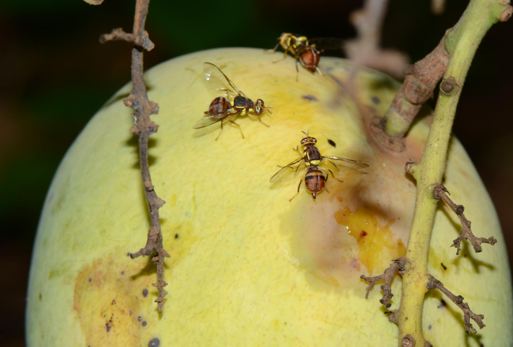 Bactrocera-dorsalis