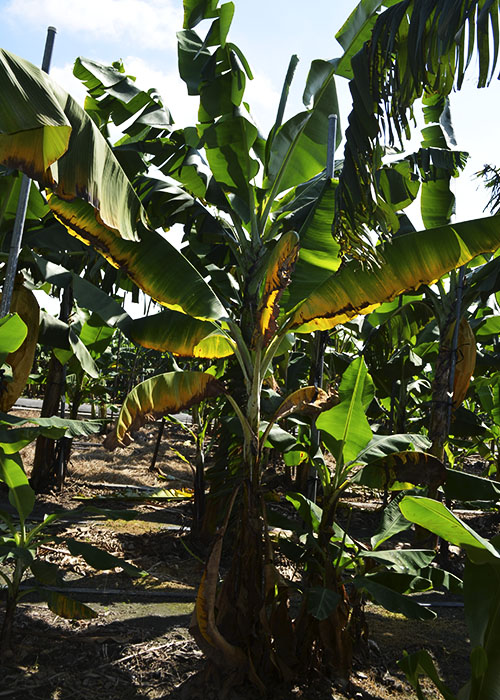 Bananeira-atacada-por-fusarium