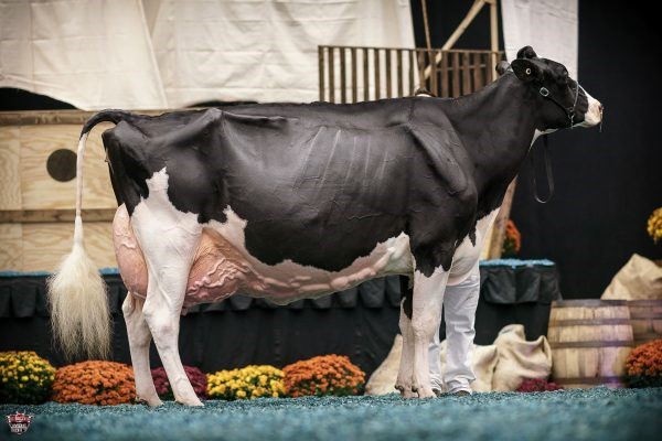 Blondin Goldwyn Subliminal – Campeã Vaca Vitalícia – WDE 2017