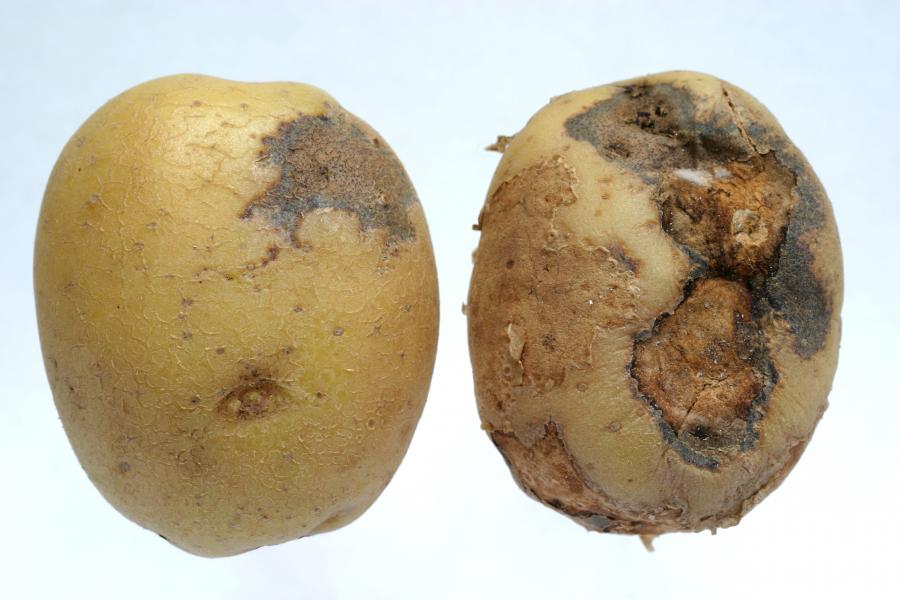 Boeremia-foveata-–-fungo-batata