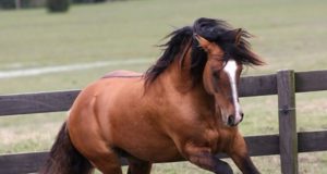 Cavalo-Crioulo
