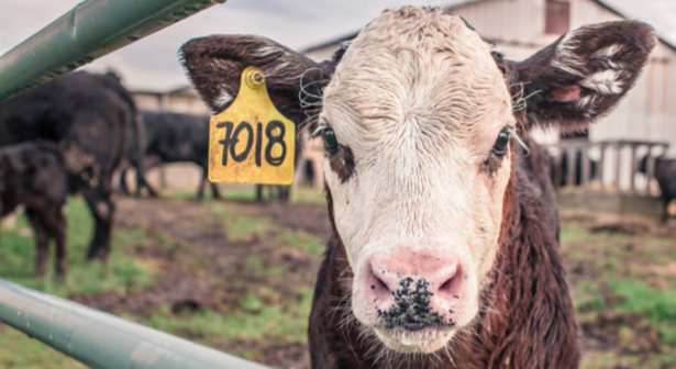 Crie, cruze e não faça careta Foto: Divulgação/Assessoria