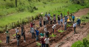 Curso-de-Agrofloresta-Sintropica