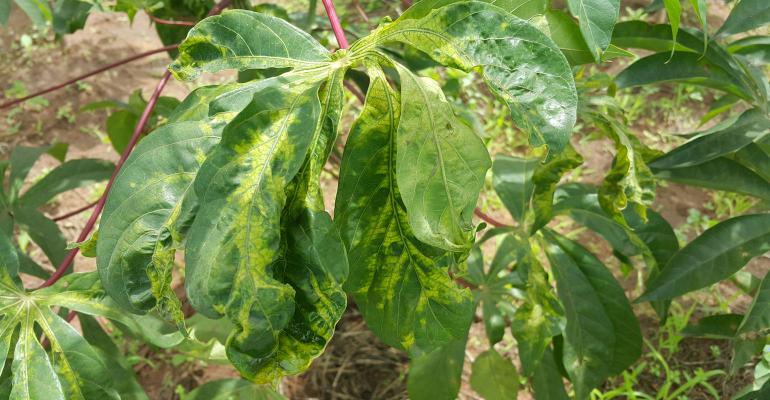 FIN-infected-cassava-plant