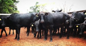 Fêmeas-Aberdeen-Angus-com-14-meses-em-sistema-de-semi-confinamento