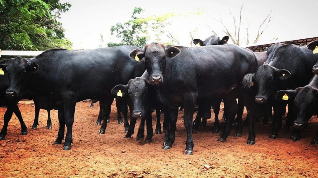 Fêmeas-Aberdeen-Angus-com-14-meses-em-sistema-de-semi-confinamento