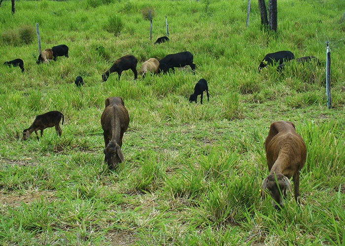 Foto-Adilson-Nobrega-pasto