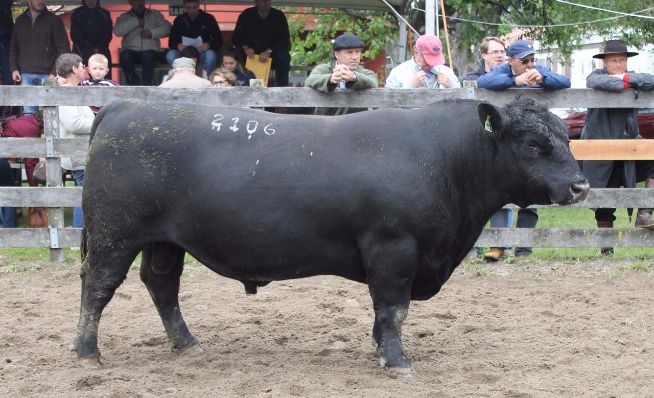 Grandes Campeões Angus - Pelotas 2017 Fotos: Ronaldo Zechlinski