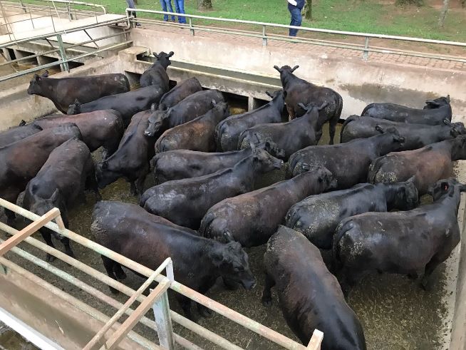 ANGUS: Granja 4 Irmãos é grande campeão do Concurso de Carcaças no Frigorífico Silva Foto: Fábio Medeiros