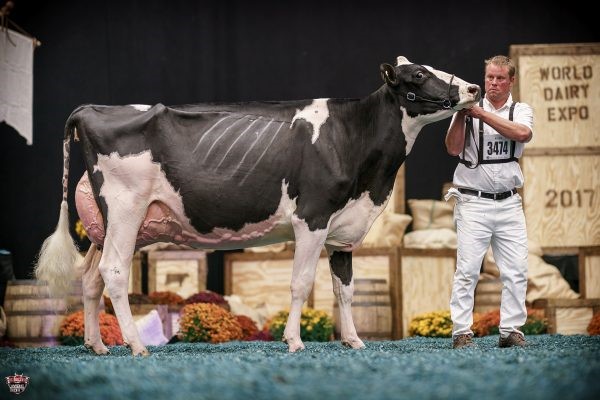 Jacobs Windbrook Aimo – Campeã Vaca 3 Anos Sr – WDE 2017