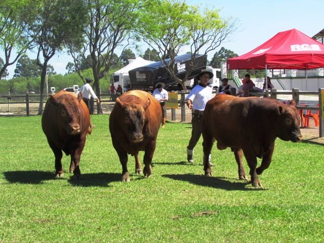 Julgamento-Angus-Farm-Show-2017 Julgamento-Angus-Farm-Show-2017