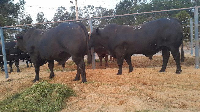 Leilão Integração Angus & Brangus 2017 Foto: Divulgação/Assessoria