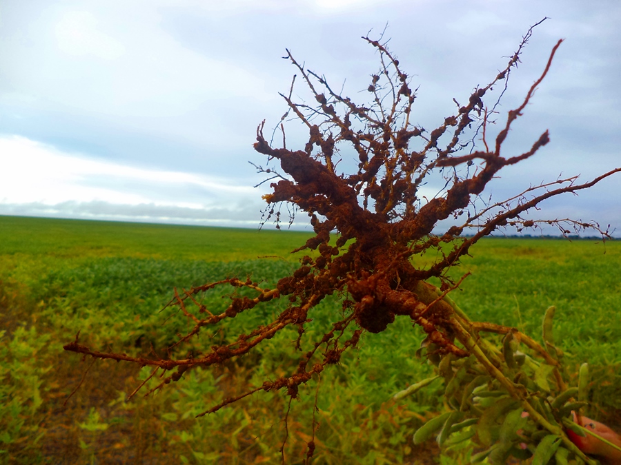 Nematoides-de-galha-na-soja-Créditos-Fundação-MT