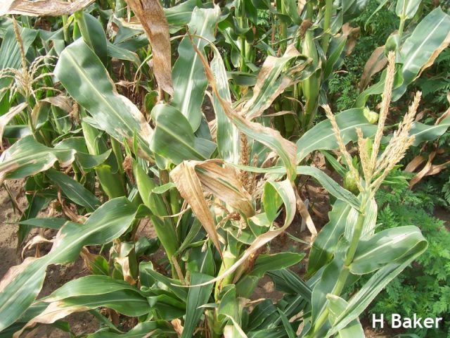 Pantoea-stewartii- Pantoea-stewartii-