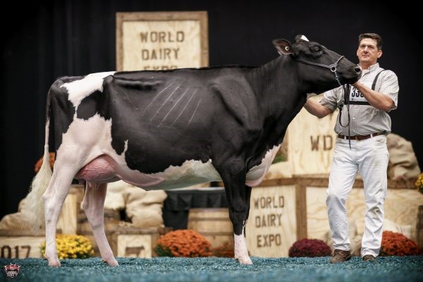 Rosedale Achiever Legacy – Campeã Vaca 1 Ano Parida – WDE 2017