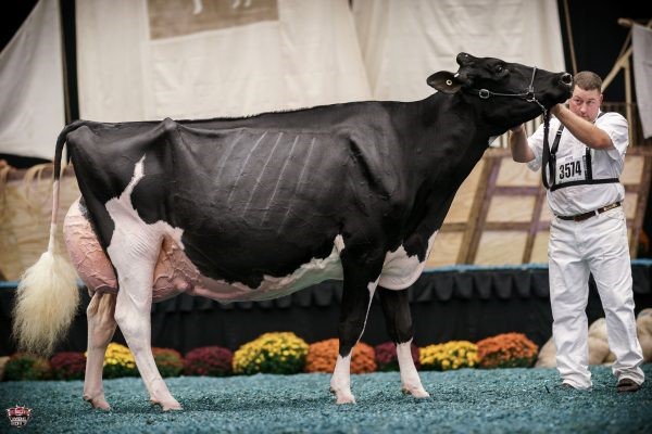 Rosiers Blexy Goldwyn – Campeã Vaca Adulta – WDE 2017