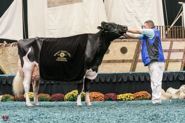 SUPREMA-CAMPEÃ-DA-WORLD-DAIRY-EXPO-2017 SUPREMA CAMPEÃ DA WORLD DAIRY EXPO 2017 ROSIERS BLEXY GOLDWYN – GOLDWYN