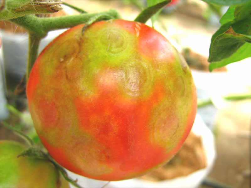 Tomato-ringspot-virus