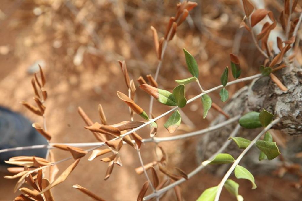 Xylella-fastidiosa