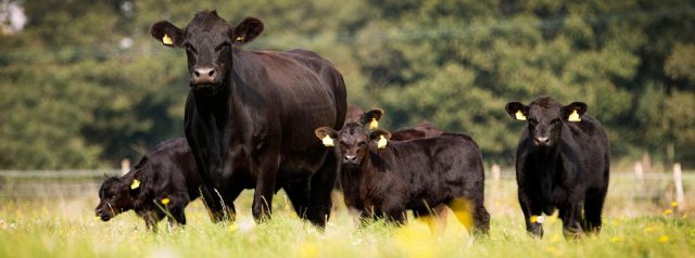 aberdeen-angus Aberdeen Angus
