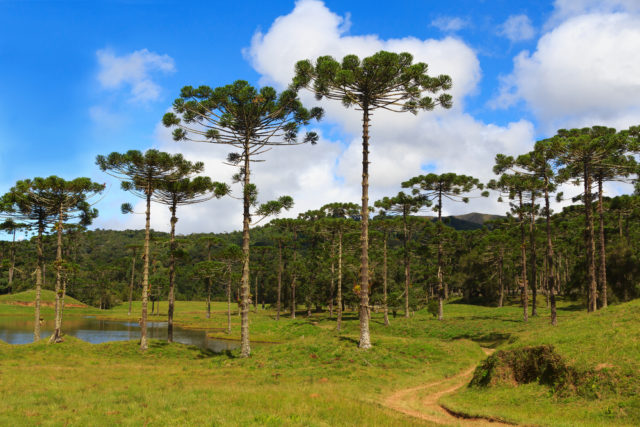 araucaria