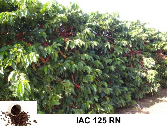 cafe-iac-125-rn