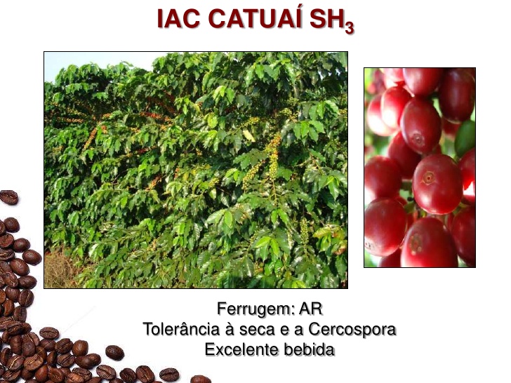 cafe-iac-catuai-sh3