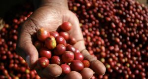 cafe-maduro-na-mao