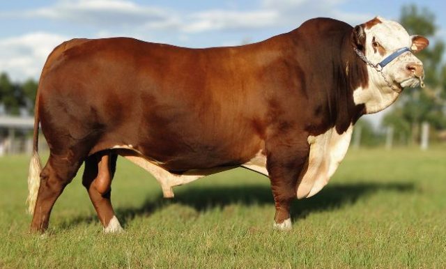 Touro Braford - Capataz Foto: Alta Genetics Touro Braford - Capataz Foto: Alta Genetics