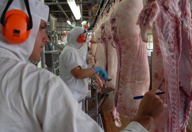 Outros estados, além de SC, exportarão suínos sem desossar Outros estados, além de SC, exportarão suínos sem desossar