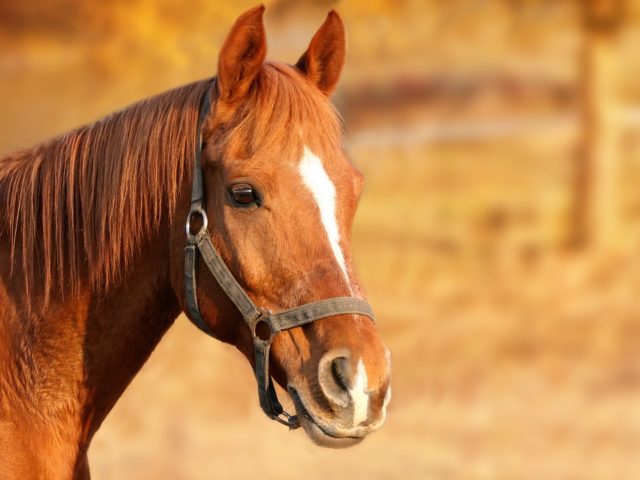 cavalo cavalo