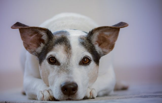 Quimioterapia em cães e gatos