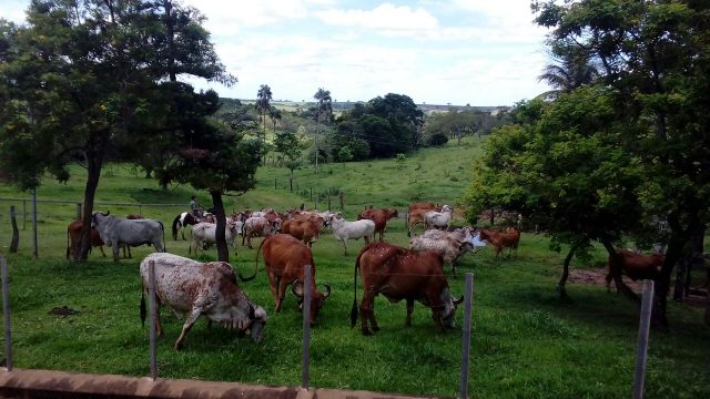 fazenda-São-Basílio-Animais-no-pasto Fazenda São Basílio
