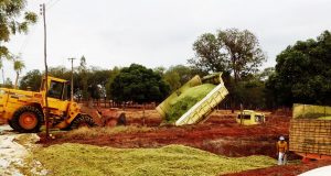 fazendo-silagem-de-milho