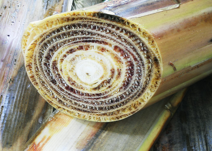 fungo-fusarium-banana