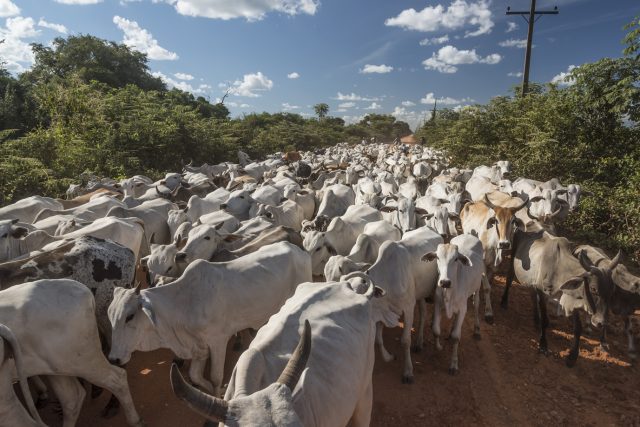 gado-no-pantanal gado-no-pantanal