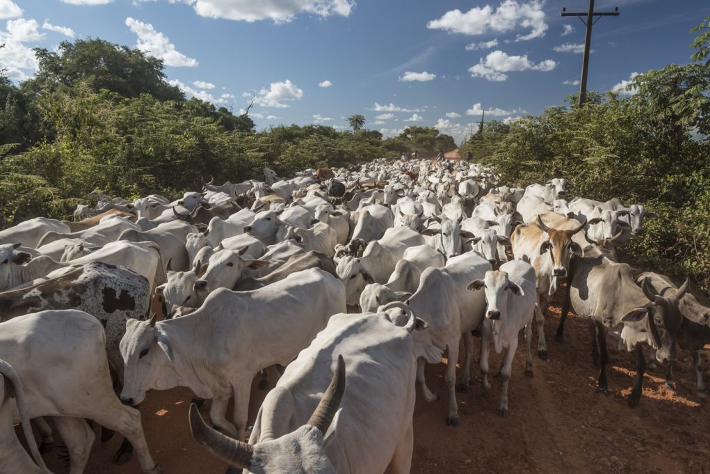 gado-no-pantanal