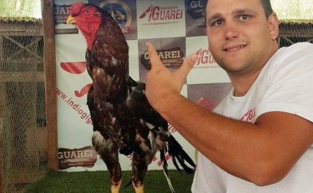 galo-hokaido-com-criador galo-hokaido-com-criador