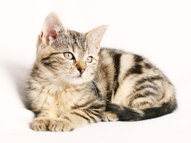 Quimioterapia em cães e gatos