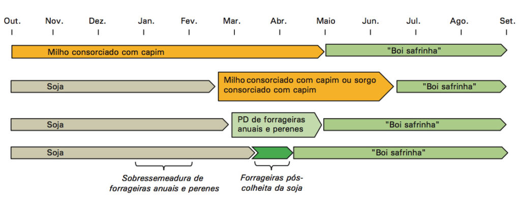 integracao-lavoura-pecuaria-boi-safrinha