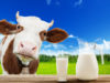 leite-de-vaca
