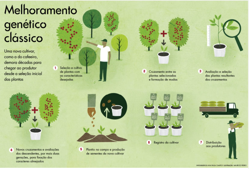 melhoramento-genetico-plantas