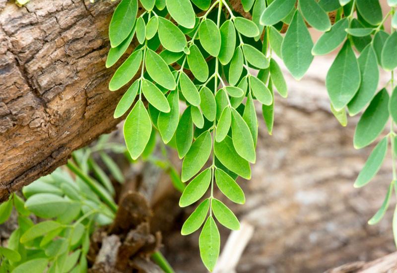 moringa-folhas