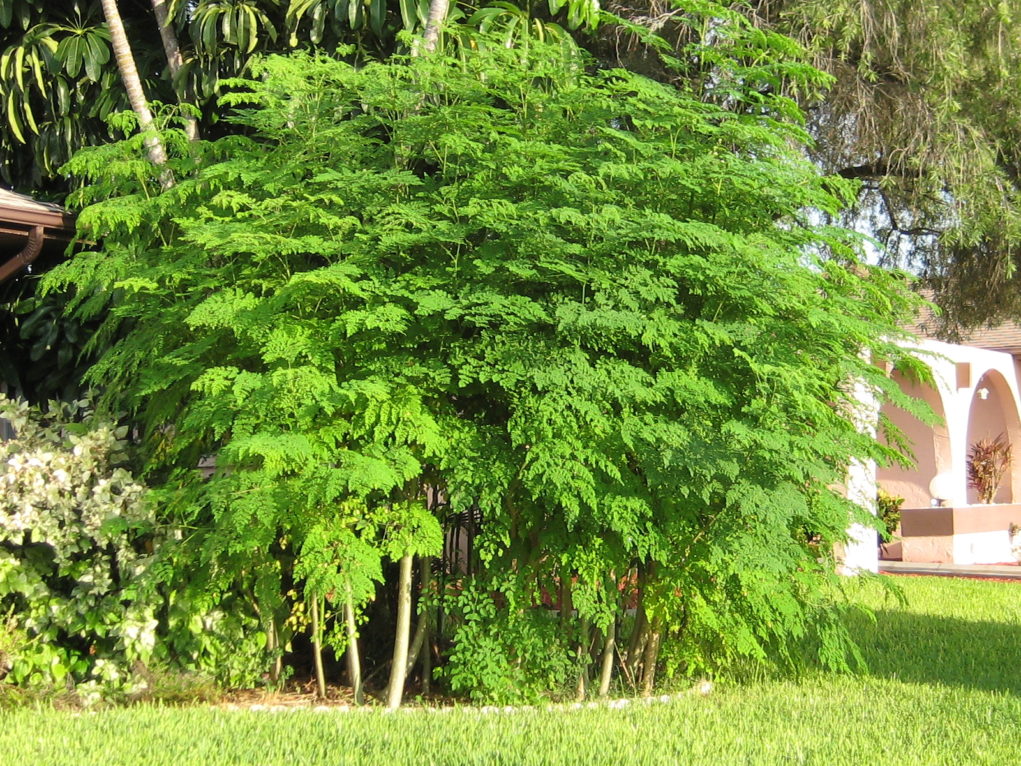 moringa-plantas